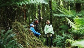 4 Day Hollyford Wilderness Experience