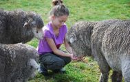 Akaroa Farm Tour from Christchurch
