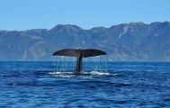 Kaikoura Whale Watch Tour with Lunch from Christchurch
