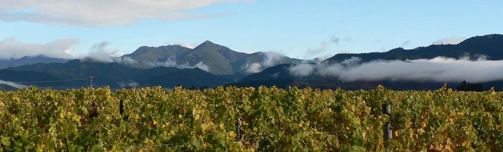 Rows of Marlborough vineyards with mountain backdrop, a popular destination for winery tours and cycling near Blenheim, Renwick, Picton and Havelock in New Zealand
