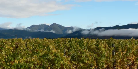 Rows of Marlborough vineyards with mountain backdrop, a popular destination for winery tours and cycling near Blenheim, Renwick, Picton and Havelock in New Zealand