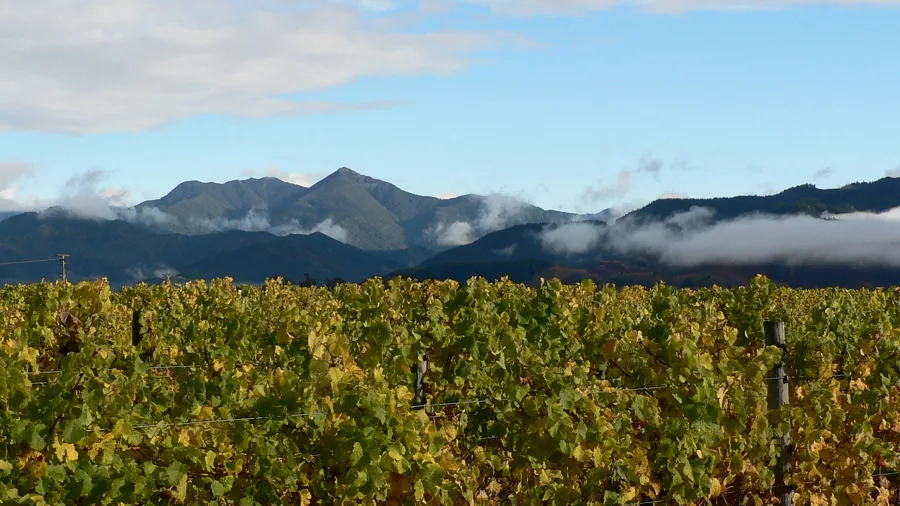 Rows of Marlborough vineyards with mountain backdrop, a popular destination for winery tours and cycling near Blenheim, Renwick, Picton and Havelock in New Zealand