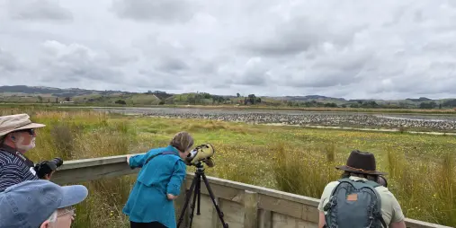 Large flock of shorebirds gathered in wetlands at Pūkorokoro Miranda near Auckland New Zealand