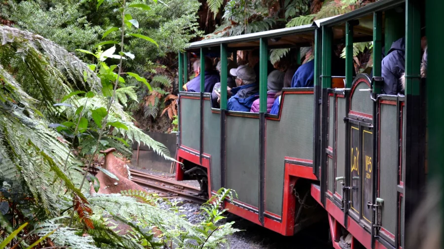 Historic train weaving through lush native bush on the Driving Creek Railway