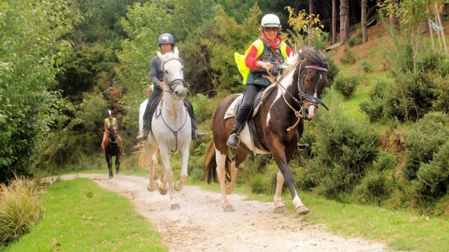 Horse riders on a gravel track through thick native bush near Auckland