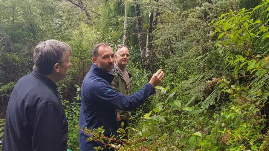 Local guide leading a nature walk through lush rainforest in the Waitākere Ranges