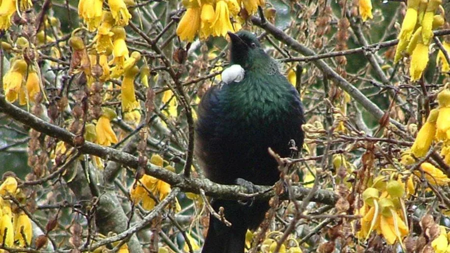 Native New Zealand tūī bird perched in a flowering kōwhai tree
