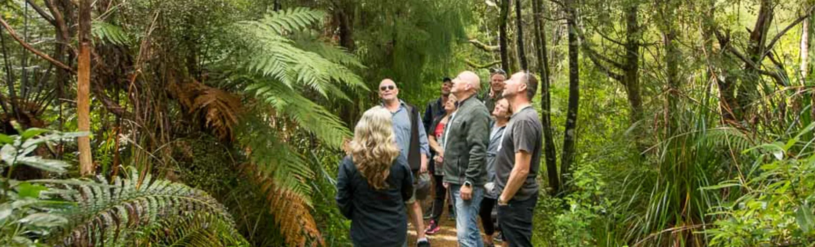 Small group hiking through lush rainforest with native ferns in West Auckland