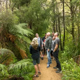 Small group hiking through lush rainforest with native ferns in West Auckland