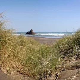 View of black sand beach through dune grasses at Karekare on Auckland’s west coast