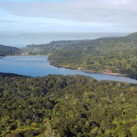 Elevated view over native rainforest and lake in West Auckland with ocean in distance