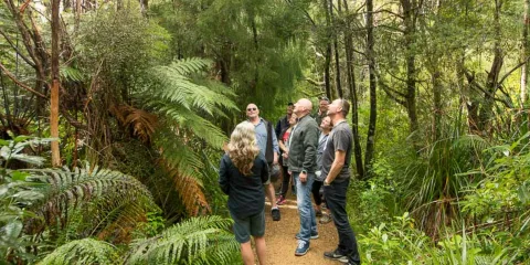 Small group hiking through lush rainforest with native ferns in West Auckland