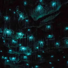 Close-up of glowworms lighting up the ceiling inside Waitomo Caves