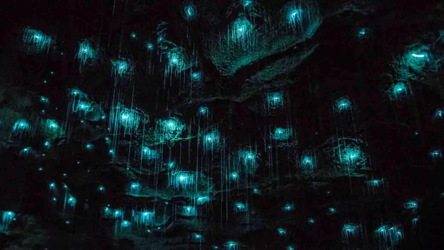 Close-up of glowworms lighting up the ceiling inside Waitomo Caves