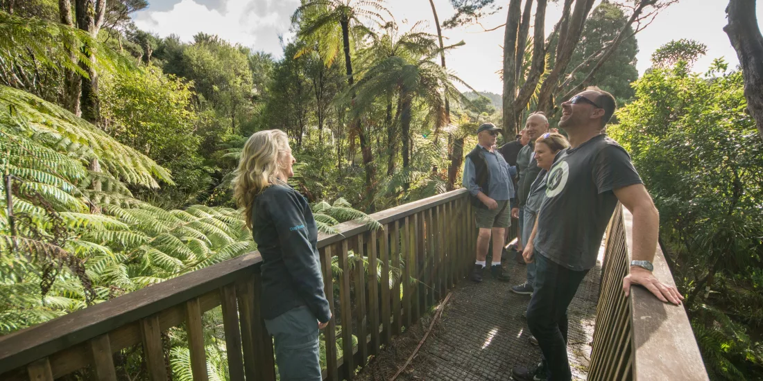 Small group on a guided rainforest boardwalk in the Waitākere Ranges, Auckland