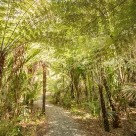 Guided rainforest walk through native bush near Auckland