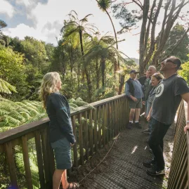 Small group on a guided rainforest boardwalk in the Waitākere Ranges, Auckland