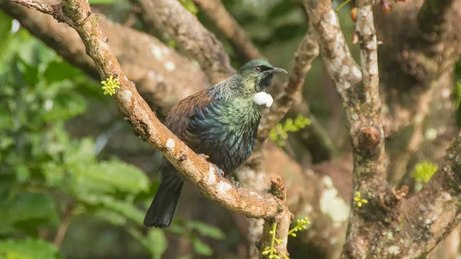 Tui bird perched on a tree branch in West Auckland native forest