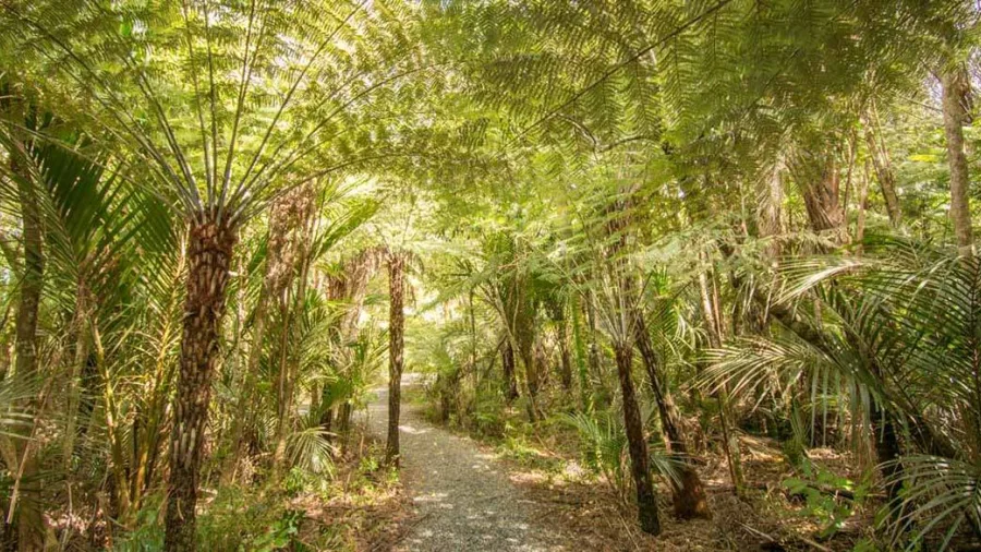 Guided rainforest walk through native bush near Auckland