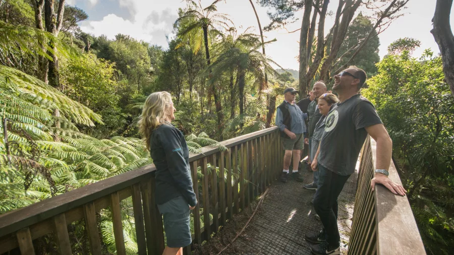 Small group on a guided rainforest boardwalk in the Waitākere Ranges, Auckland
