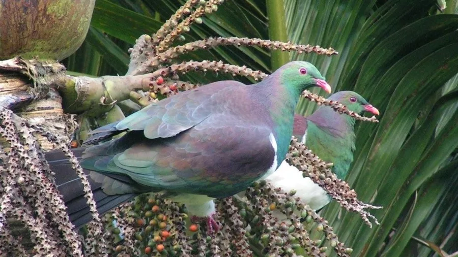 Kererū (New Zealand wood pigeon) feeding in native bush near Waitākere Ranges