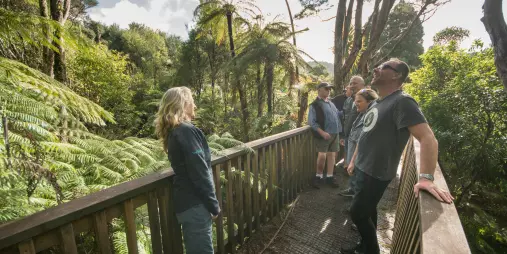 Small group on a guided rainforest boardwalk in the Waitākere Ranges, Auckland