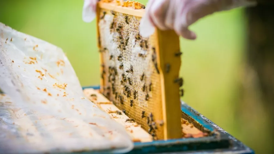 Hands holding honeycomb frame with bees at Huka Honey Centre beekeeping display in Taupō, New Zealand