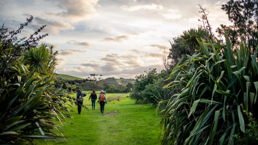 Small group enjoying a sunset nature walk through native bush on the Matakana Art & Kiwi Classic Experience, a top Auckland day trip in New Zealand.