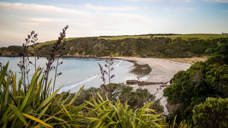 Scenic view over Anchor Bay’s white sand beach, native bush, and flax plants (Phormium tenax) at Tawharanui Regional Park, near Matakana, New Zealand.