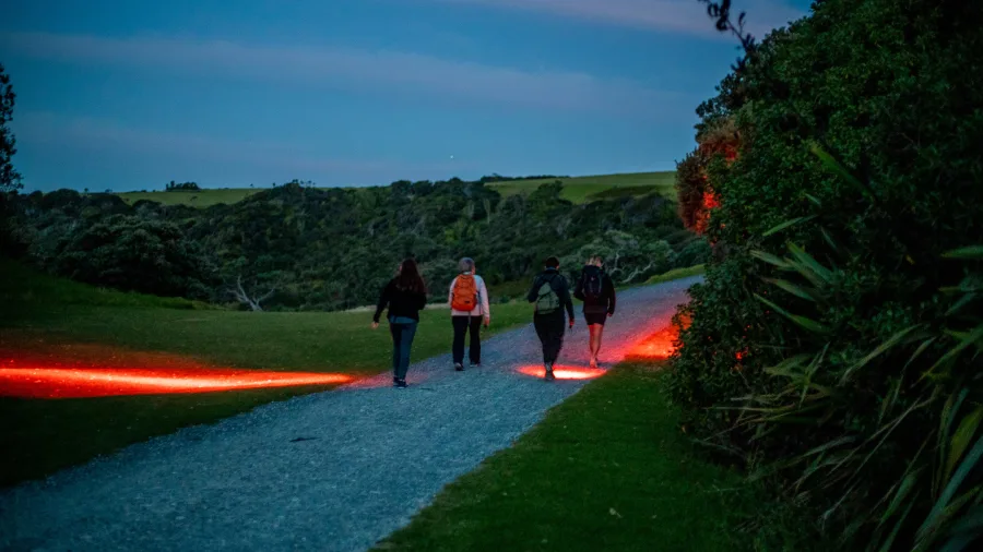 Group of guests walking at sunset along a vineyard trail with glowing red lights on the Matakana Wine & Kiwi Trail tour near Auckland, New Zealand.