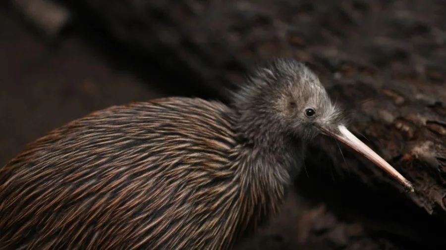 Wild North Island brown kiwi bird with distinctive long beak spotted at Tāwharanui Regional Park bird sanctuary, Matakana, New Zealand.