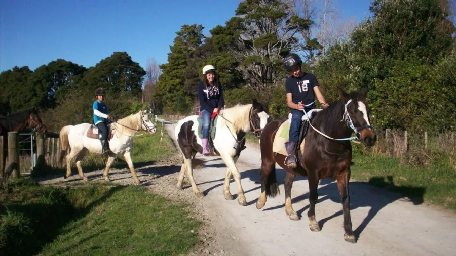Team horse riding on a scenic farm trail in Matakana, New Zealand, surrounded by green fields and trees