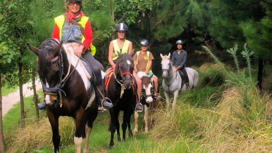Group horse riding along a picturesque trail through green farmland and woodland in Matakana, New Zealand