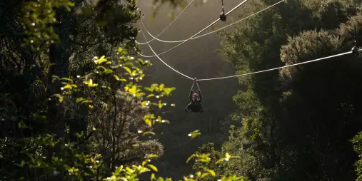 Person ziplining above native forest on Waiheke Island.