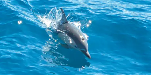 Dolphin swimming in Tīkapa Moana Hauraki Gulf Auckland