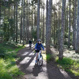 Cyclists weaving through tall pine trees on a forested part of the Waikato trail