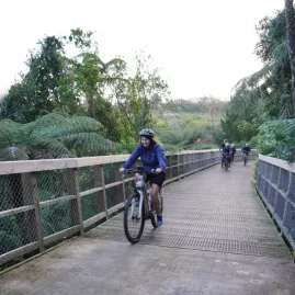 Cyclists crossing a wooden bridge surrounded by native ferns and forest in Waikato