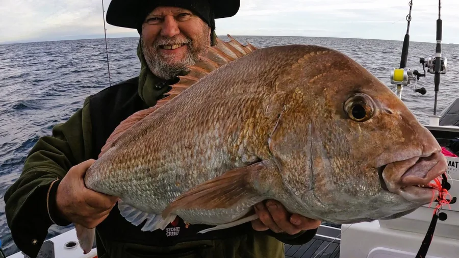 Bearded fisherman holding a large snapper caught in the Hauraki Gulf