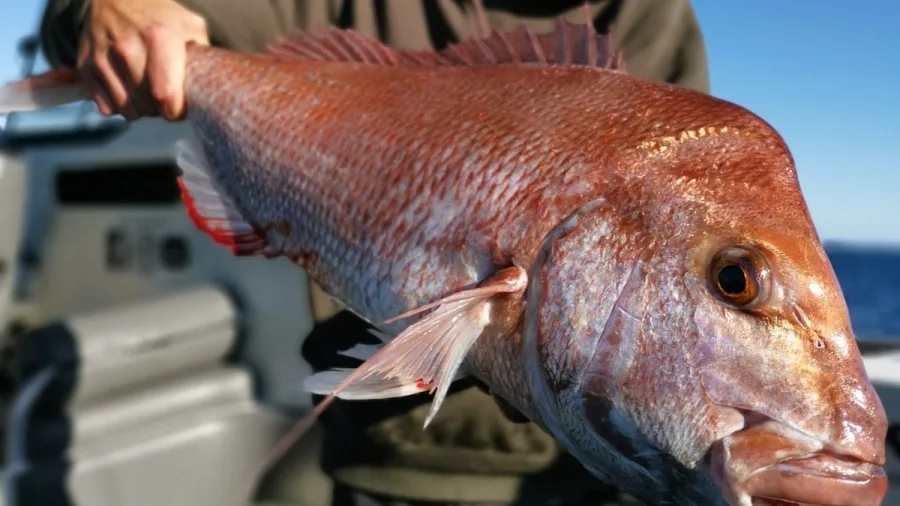 Happy angler holding a large snapper caught on an Ultimate Charters trip