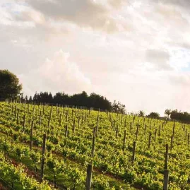 Sunlit grapevines at Soljans Estate Winery in Kumeu