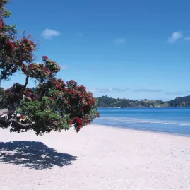 A vibrant pohutukawa tree in bloom leaning over the white sands of Onetangi Beach on a clear summer day on Waiheke Island.