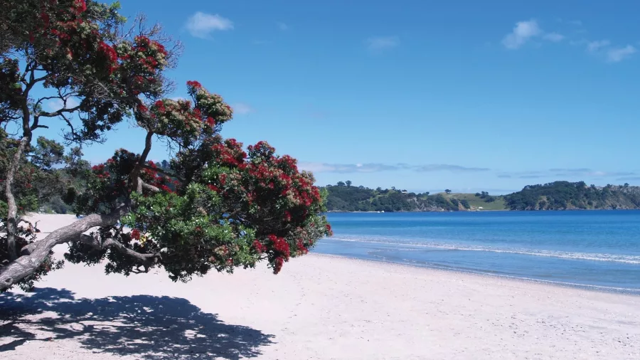 A vibrant pohutukawa tree in bloom leaning over the white sands of Onetangi Beach on a clear summer day on Waiheke Island.