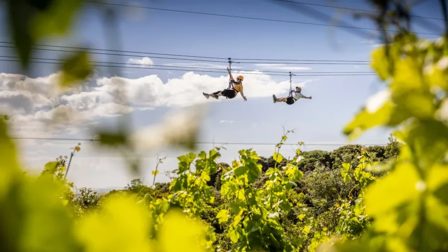 Adventurers gliding along a zipline over native bush with stunning views of Waiheke Island and the Hauraki Gulf.