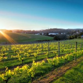 Golden sunset over vineyard rows on Waiheke Island during a premium wine tour, with rolling hills and coastal views in the background