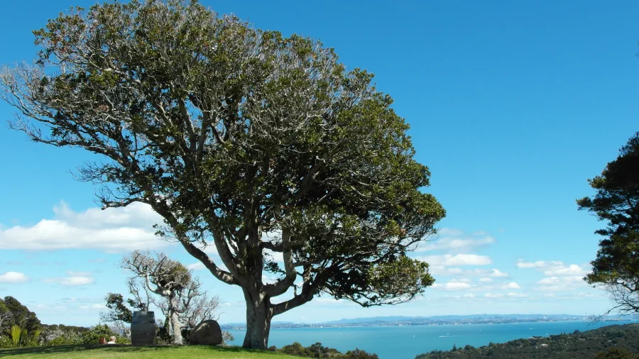 Large native pohutukawa tree overlooking Hauraki Gulf and rolling hills on Waiheke Island, seen on a scenic aviation or eco tour
