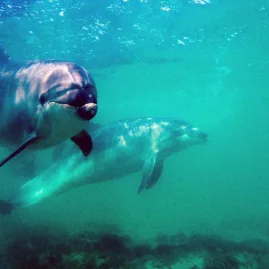 Pair of dolphins swimming in clear waters near Goat Island Marine Reserve