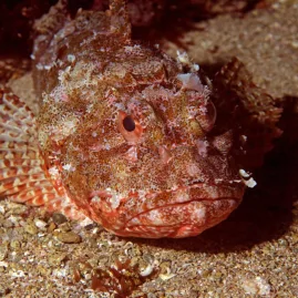 Camouflaged scorpionfish resting on the seafloor at Goat Island Marine Reserve