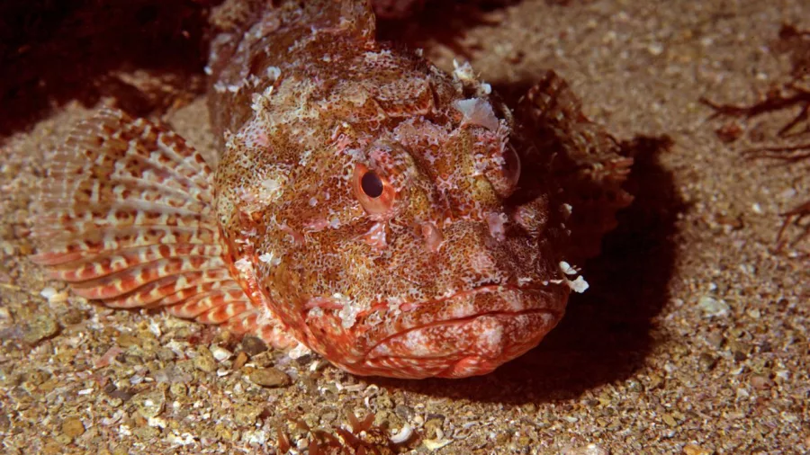 Camouflaged scorpionfish resting on the seafloor at Goat Island Marine Reserve