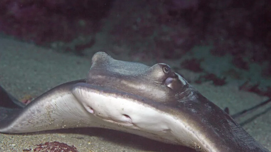 Stingray resting on the sandy seafloor at Goat Island Marine Reserve, Auckland, New Zealand.