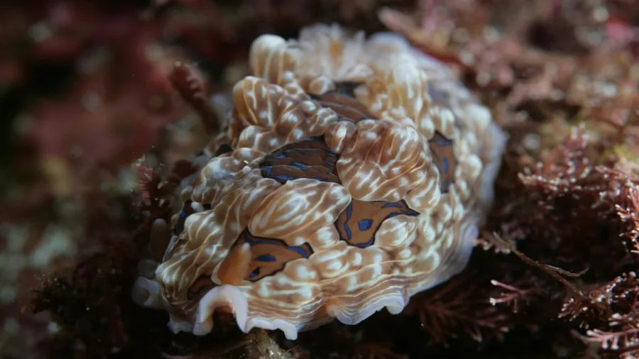 Colorful nudibranch crawling on a reef at Goat Island Marine Reserve, Auckland, New Zealand.